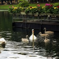 Волнуется вся семья, :: Татьяна Помогалова