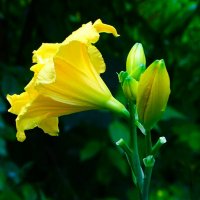 О красоте цветов. :: Милешкин Владимир Алексеевич О красоте цветов. :: Милешкин Владимир Алексеевич