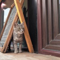 Котик  у  кафе. Снимала  Саша :: Фотогруппа Весна