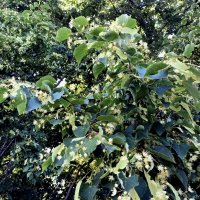 Цветущая липа :: Veera V