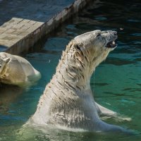 Белый :: SanSan 