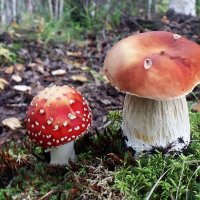 Июль...Добрый и злой грибы :: Владимир 