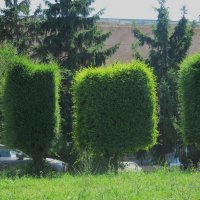 Июльский зной :: Елена Шаламова Июльский зной :: Елена Шаламова