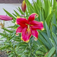 Большая и красивая :: Валерий Иванович