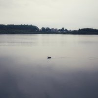 Утка интроверт :: Шу Юншен