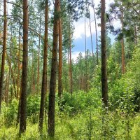 Зелёная бабочка на тропинке :: Hope Зелёная бабочка на тропинке :: Hope