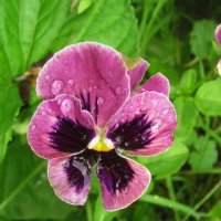 Анютка :: Людмила Смородинская