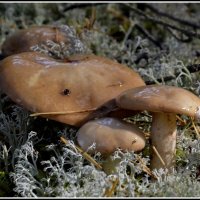 Маслята.... :: Aleksandr Gal Маслята.... :: Aleksandr Gal