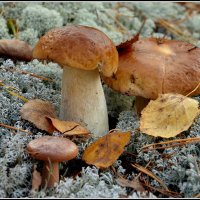 Семейка :: Aleksandr Gal