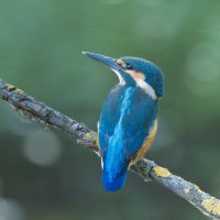 зимородок. :: юрий макаров