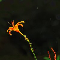 Одна из последних :: Юрий Гайворонскiий