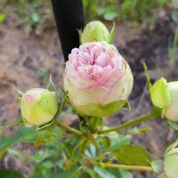 Совсем юная! :: Ольга 