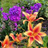 Июль во всей красе! :: Ольга 