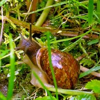 Улитка. :: VasiLina *