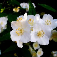 Весной. :: VasiLina * Весной. :: VasiLina *