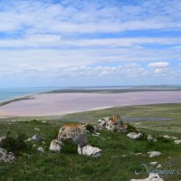 Природа Крыма :: Amazing Cosmea