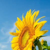 *** :: Николай Чекалин