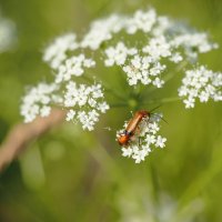 Летние зарисовки :: Магомед . Летние зарисовки :: Магомед .