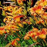 Лилейник :: Рита Симонова Лилейник :: Рита Симонова