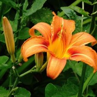 Лилейник :: Рита Симонова