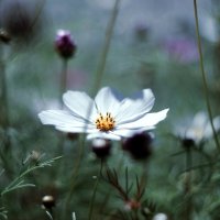 цвет белый :: Lyubov Busova