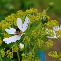 Вкусная ромашка! :: Светлана Вкусная ромашка! :: Светлана