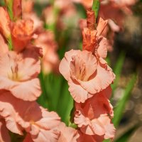 Гладиолусы :: Александр Леонов