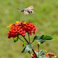 Бражник-колибри :: Татьяна Машошина