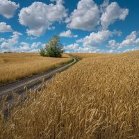 Дорога домой :: Фёдор. Лашков