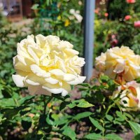 ,,, :: Сергей Тимоновский