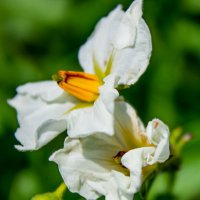 Цветет картофель :: Светлана SvetNika17