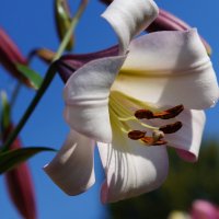 Лилия :: Сергей Ц