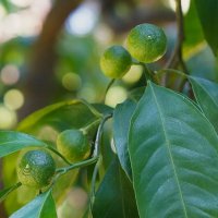 Мандарины растут :: Татьяна Тюменка