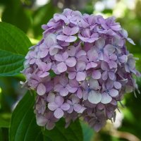 Гортензия :: Татьяна Тюменка