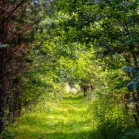 Лесная дорога :: Владимир VS