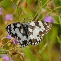 из сегодняшней съемки 5 :: Александр Прокудин из сегодняшней съемки 5 :: Александр Прокудин
