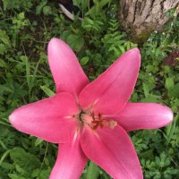 Лилия... :: Владимир Павлов