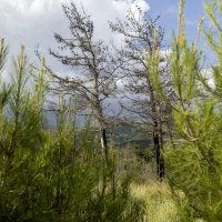 Природа :: k-e-r-g-u-d-u DM