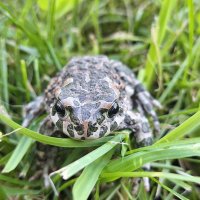 . :: Сергей Асташонок