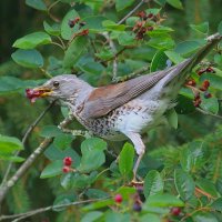 ненасытный ... :: Andrey Bragin ненасытный ... :: Andrey Bragin