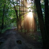 В парке после дождя :: Андрей Лукьянов