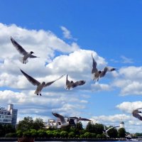 Выборгские чайки :: Игорь Корф Выборгские чайки :: Игорь Корф