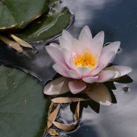 Витает в облаках :: Светлана Тихонина