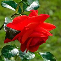 О красоте цветов. :: Милешкин Владимир Алексеевич О красоте цветов. :: Милешкин Владимир Алексеевич