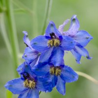 *** :: Виктор Иванович Чернюк