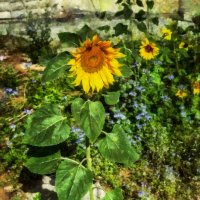 Подсолнух :: Анатолий Чикчирный Подсолнух :: Анатолий Чикчирный