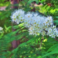 Июль...Расцветает в тени рябинник! :: Владимир Июль...Расцветает в тени рябинник! :: Владимир