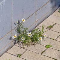 Городские :: Валерий Иванович Городские :: Валерий Иванович