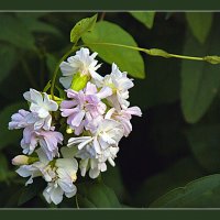 Летняя зарисовка :: Владимир Кроливец