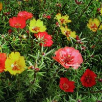 Портулак цветёт :: Людмила Смородинская